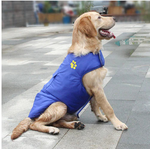 Cozy Winter Cotton Coat for Dogs in vibrant Blue color, stylish and warm for cold weather.