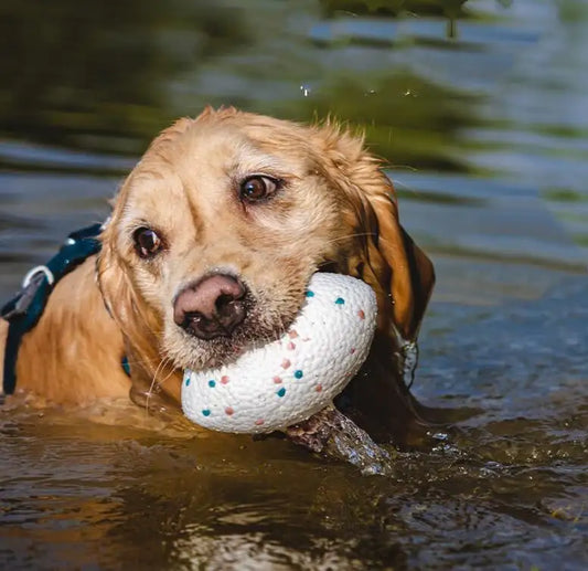 Durable Teeth-Resistant Chew Toy Football for Dogs in vibrant macaron colors, perfect for fetch and chewing.